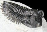 Coltraneia Trilobite Fossil - Huge Faceted Eyes #86004-4